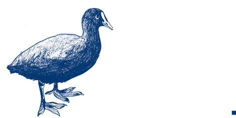Blässhuhn Konstanz