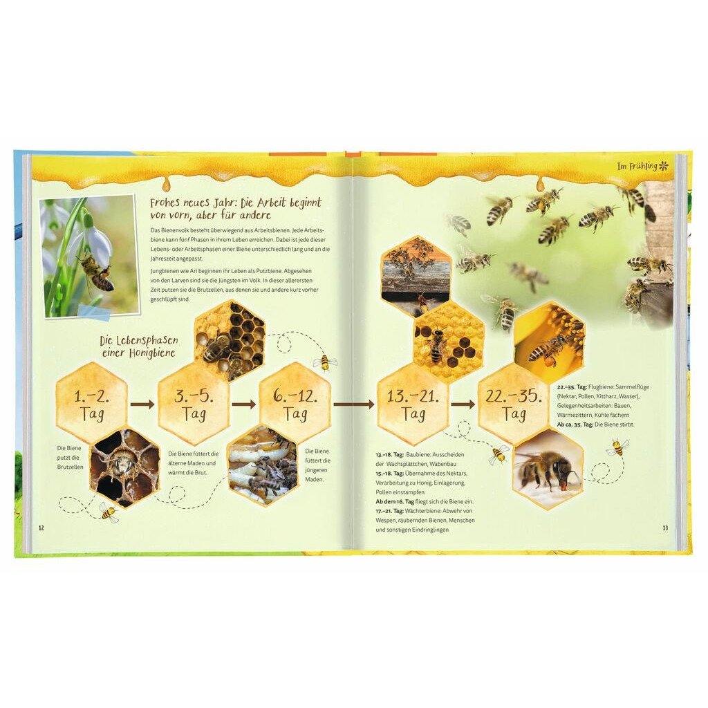 Brummsumm - Entdecke die Welt der Honigbiene Light Goldenrod Yellow Moses